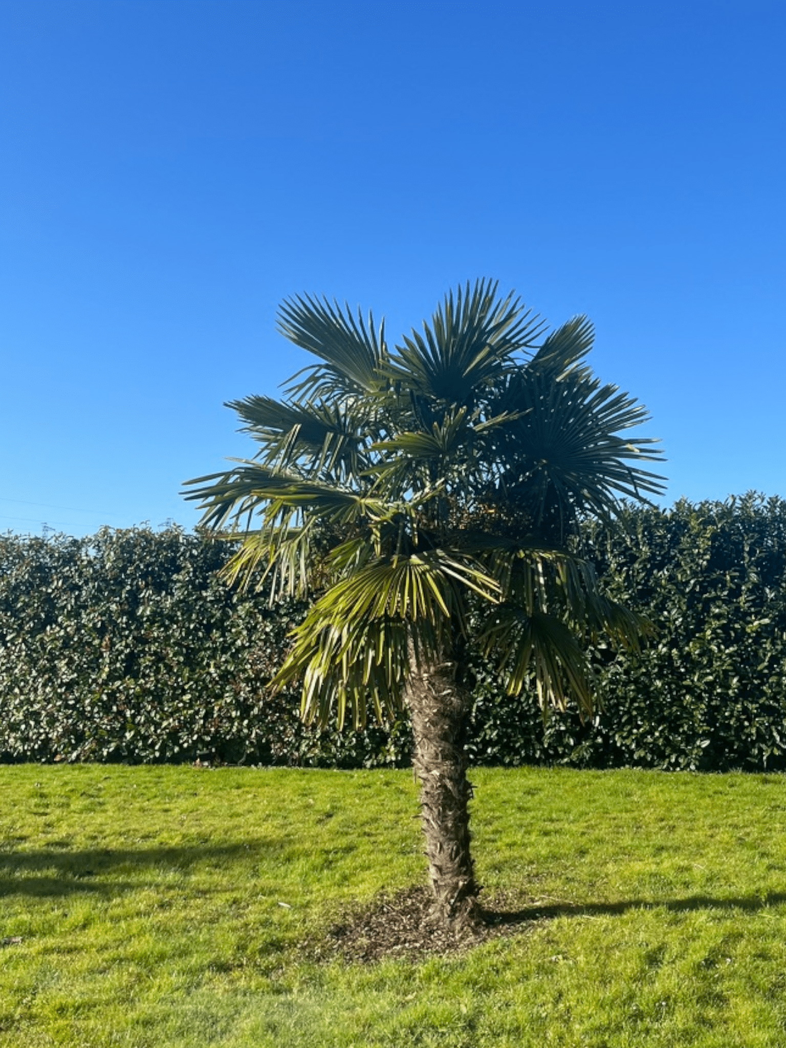 oasis1